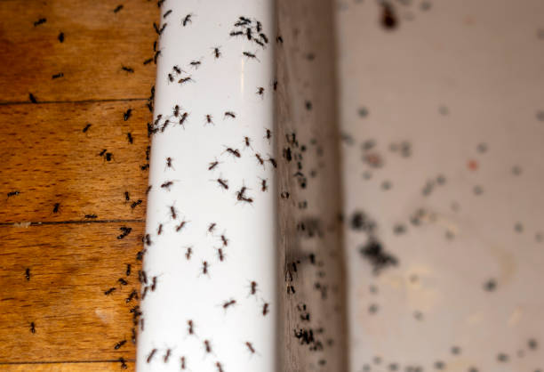 Best Flea Control Services  in Tower Lakes, IL