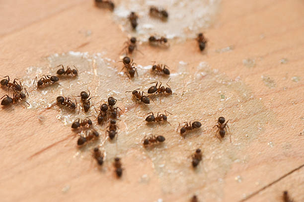 Best Cockroach Control Services  in Tower Lakes, IL